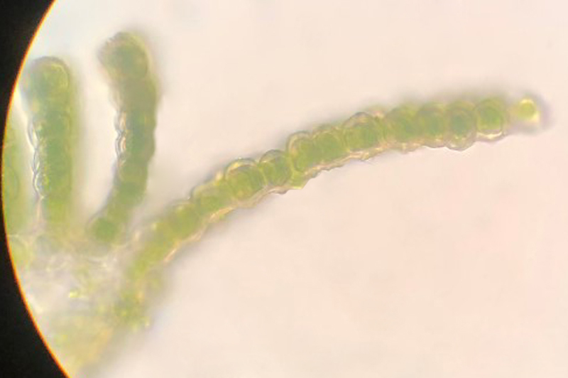 Atrichum angustatum